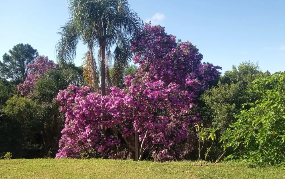 Sítio Dos Coqueiros Seu Evento Aqui